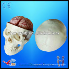Hochwertiges Schädel-Erziehungs-Modell, Schädel-Modell mit 8 Teilen Gehirn, Pvc Schädel-Modell